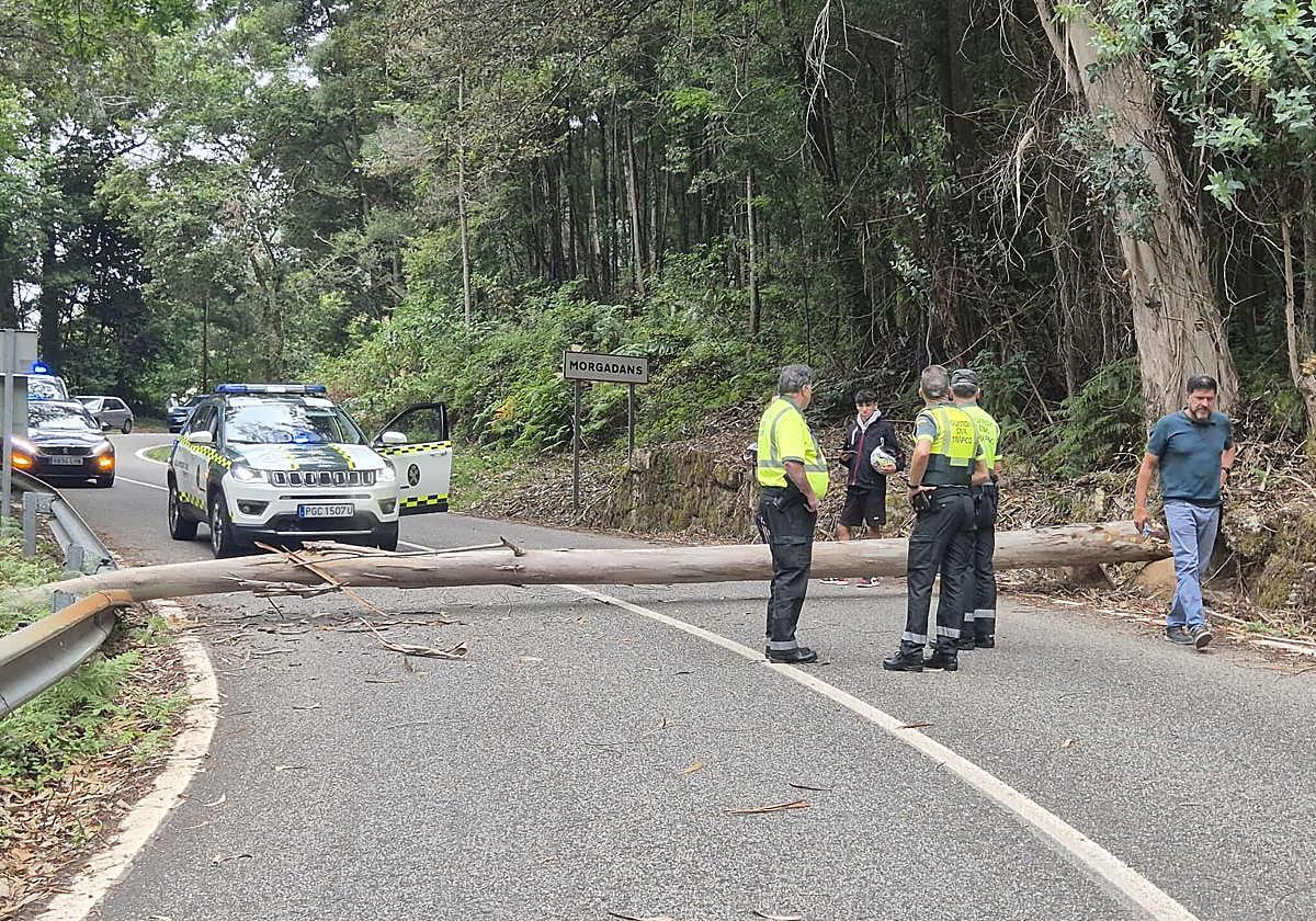 El árbol derribado en la carretera que ha obligado a acortar la etapa.