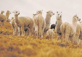 Perú suma más de cinco millones de alpacas.