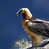 El quebrantahuesos: un arqueólogo entre las rapaces