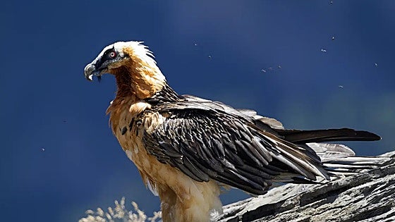 El quebrantahuesos: un arqueólogo entre las rapaces