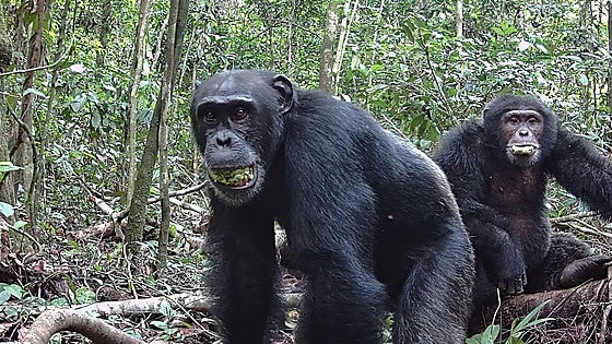 Los chimpancés toman el alcohol equivalente a al menos dos cervezas diarias