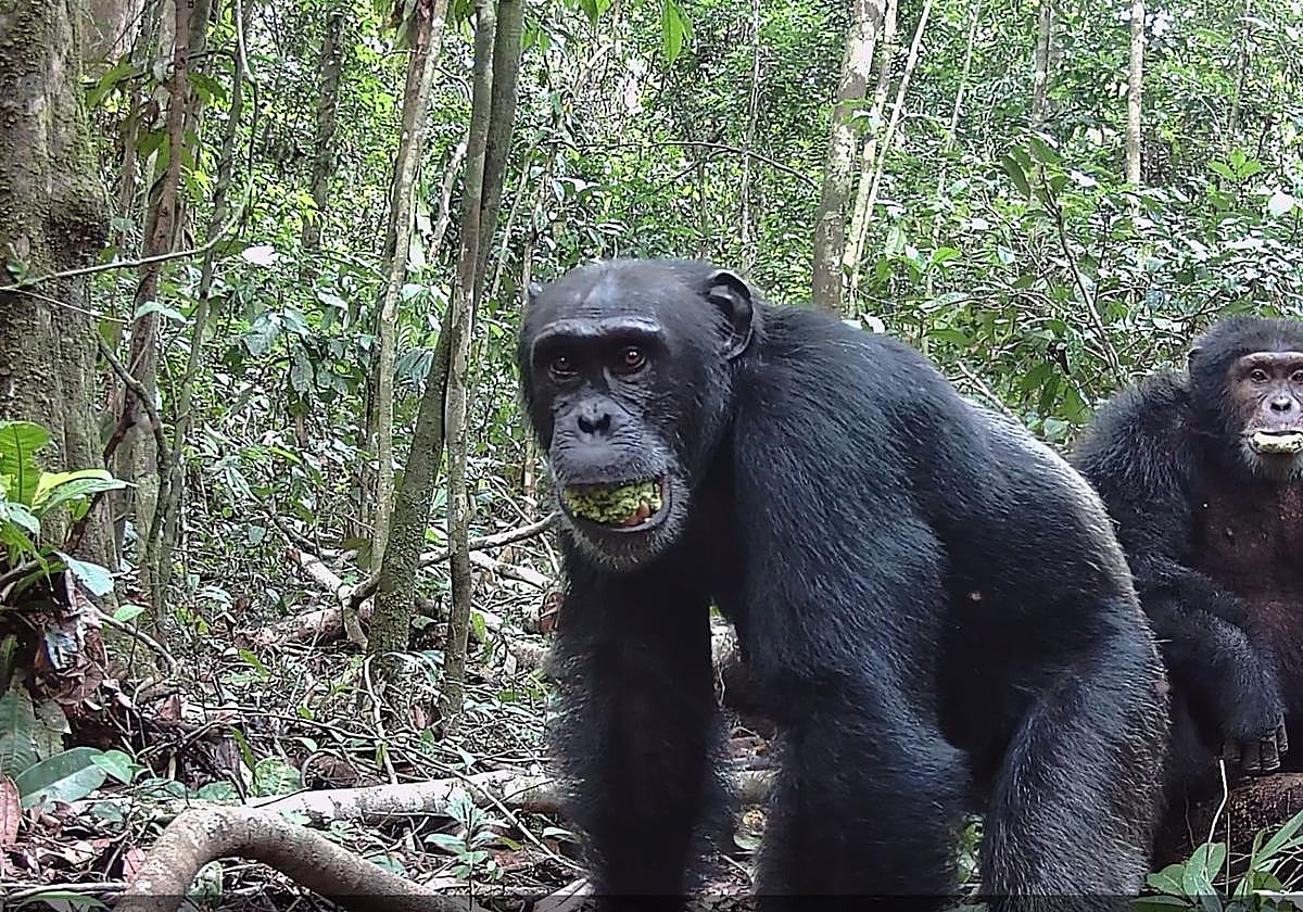 Los chimpancés toman el alcohol equivalente a al menos dos cervezas diarias