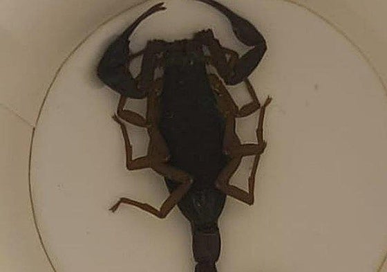 El escorpión que picó a la mujer trasladad al hospital.