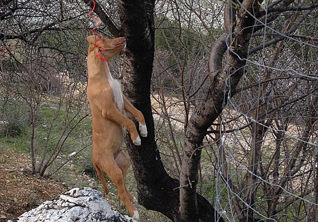 Fotografía enviada por la víctima, del animal ahorcado que encontró en su casa, al juzgado en su denuncia.
