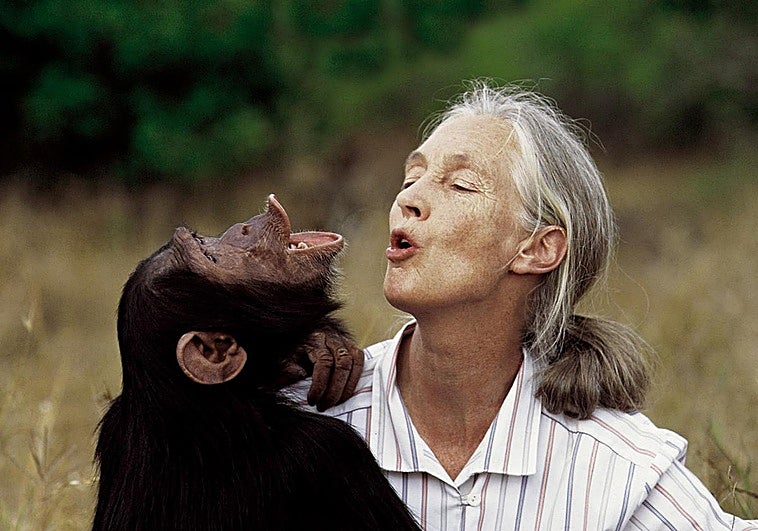 Jane Goodall juega con un chimpancé.