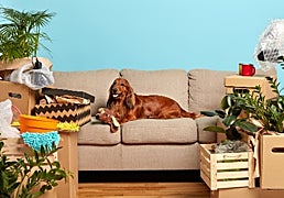 Fiesta de Ofertas Prime de Amazon: un hogar más cómodo para ti y para tus mascotas no tiene precio