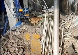 Captura de vídeo en la que aparecen que los perros Scotex y Lume al localizar a las dos últimas personas desaparecidas en el derrumbe del edificio que se produjo en la calle Hileras de Madrid.