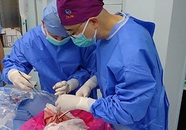 Imagen del primer xenotrasplante de pulmón.