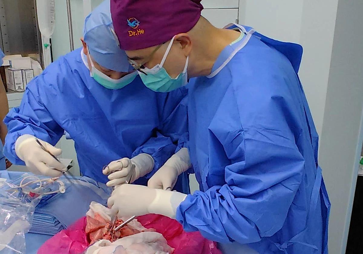 Imagen del primer xenotrasplante de pulmón.