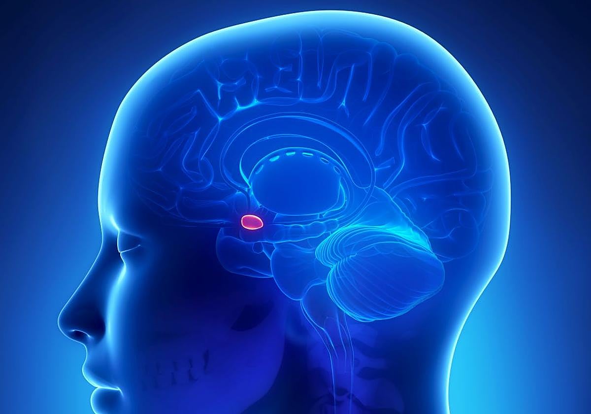 Así funciona el 'misterioso' radar del peligro que todos tenemos en la cabeza