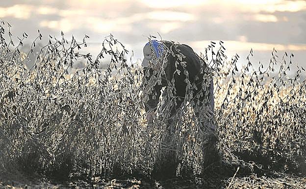 La cosecha de este años seerá buena.
