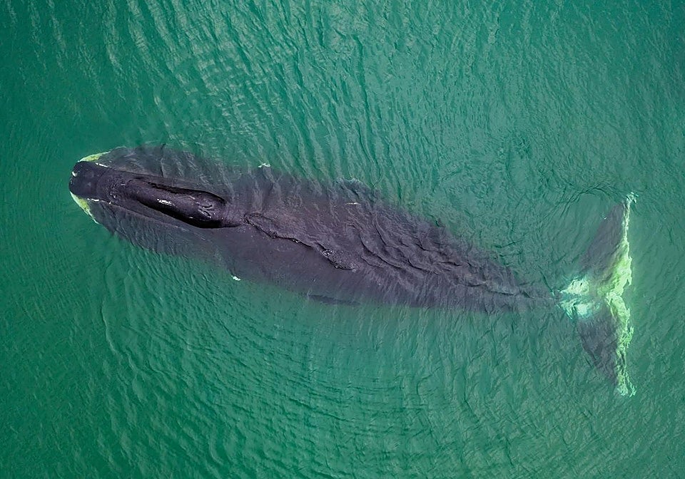 Las ballenas de Groenlandia tienen una capa de 70 centímetros de grasa para protegerse del frío.
