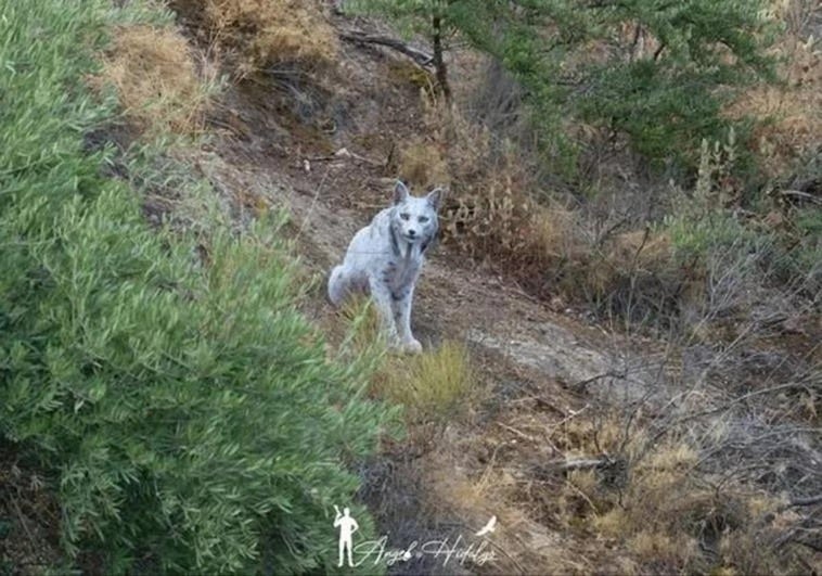 Un fotógrafo capta por primera vez un lince ibérico blanco en España