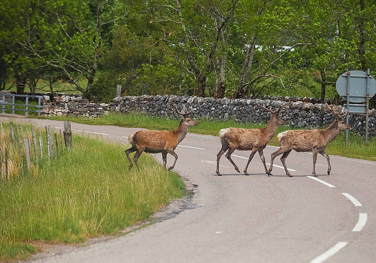 The presence of wild animals on the roads demands that we act in split seconds.