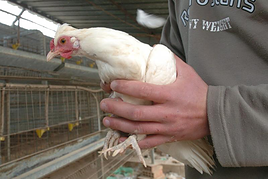 España prohíbe criar aves al aire libre por el aumento de casos de gripe aviar