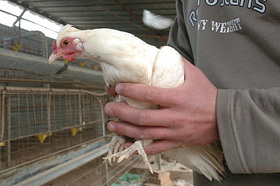 España prohíbe criar aves al aire libre por el aumento de casos de gripe aviar
