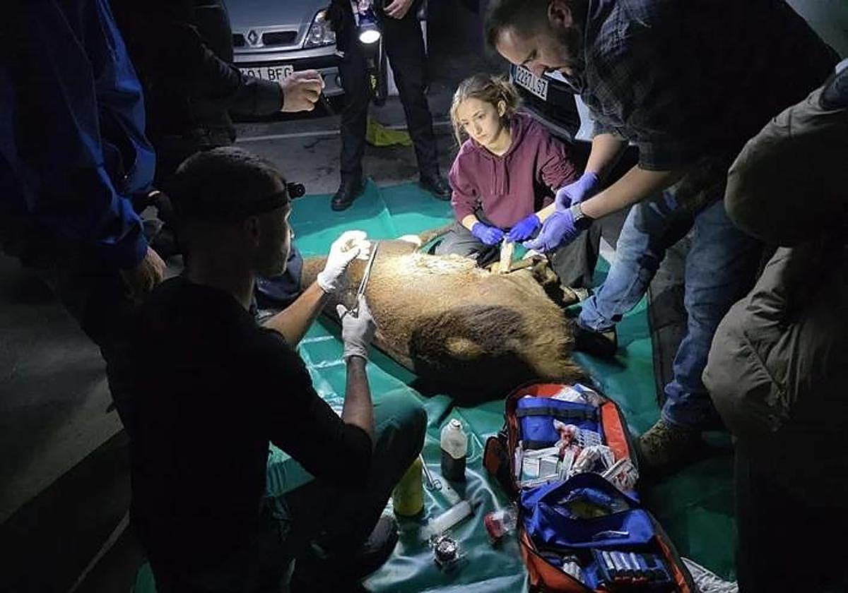 Veterinarios durante el operativo.