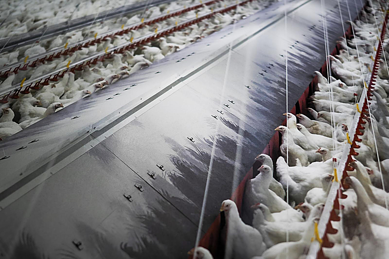 El Gobierno confina todas las explotaciones de aves de corral al aire libre por la gripe aviar