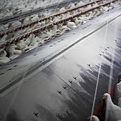 El Gobierno confina todas las explotaciones de aves de corral al aire libre por la gripe aviar