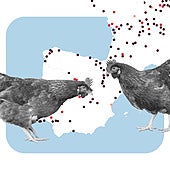 Gripe aviar en España: cómo se contagia, casos detectados y zonas de riesgo