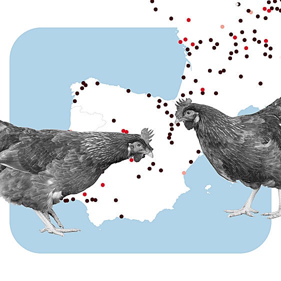 Gripe aviar en España: cómo se contagia, casos detectados y zonas de riesgo