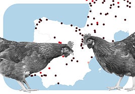 Gripe aviar en España: cómo se contagia, casos detectados y zonas de riesgo