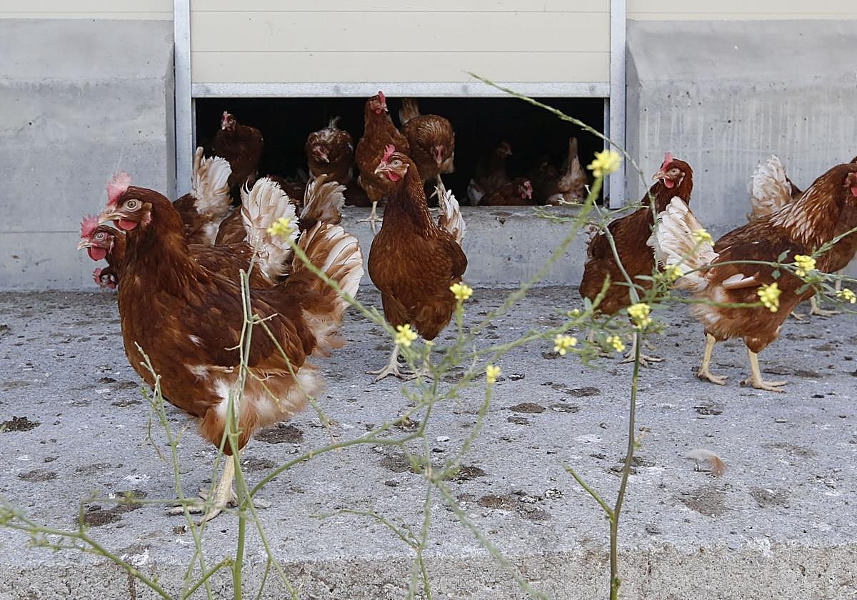 Gallinas en una granja ecológica de Bilbao.