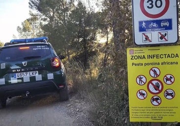 La Generalitat apunta a un bocadillo de embutido contaminado como origen de la peste porcina africana