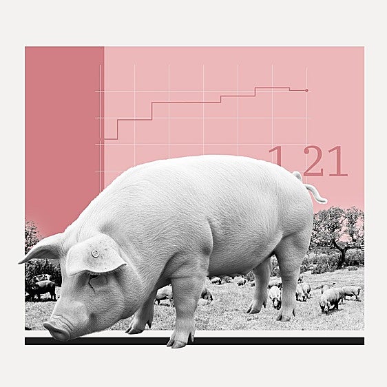 La crisis porcina provocará un desplome de los precios de la carne si el virus llega a las granjas