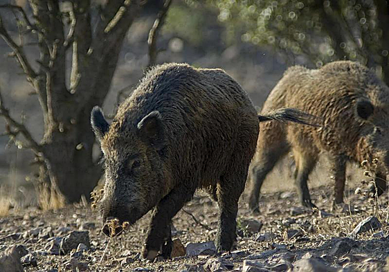 La UE amplía a 91 municipios de Barcelona la zona afectada por la peste porcina