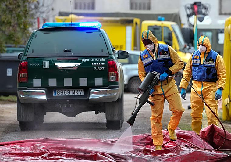 Agricultura investiga si el brote de peste porcina proviene de un laboratorio