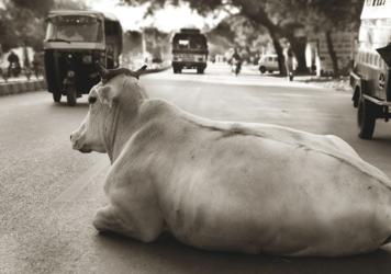 La IA se topa con las vacas sagradas de la India