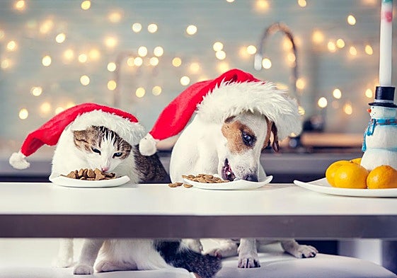 «Media tableta de chocolate puede matar a un perro de tres kilos»