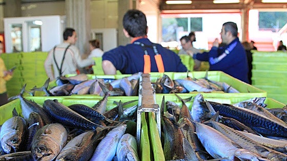 La UE acuerda un recorte provisional del 73% en la pesca del verdel para la primera mitad de 2026