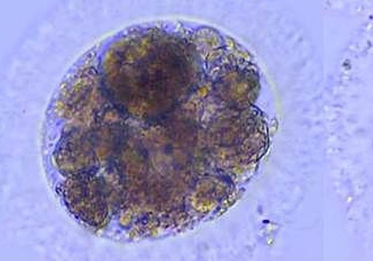 Logran producir por primera vez embriones de lince ibérico en laboratorio