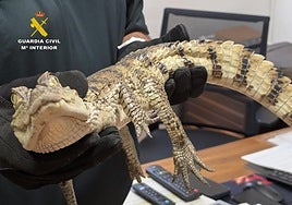 El caimán yacaré capturado del pantano de Almansa.