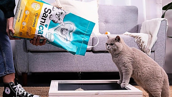 Las mejores arenas aglomerantes para gatos que controlan los olores y mantienen más limpio tu hogar