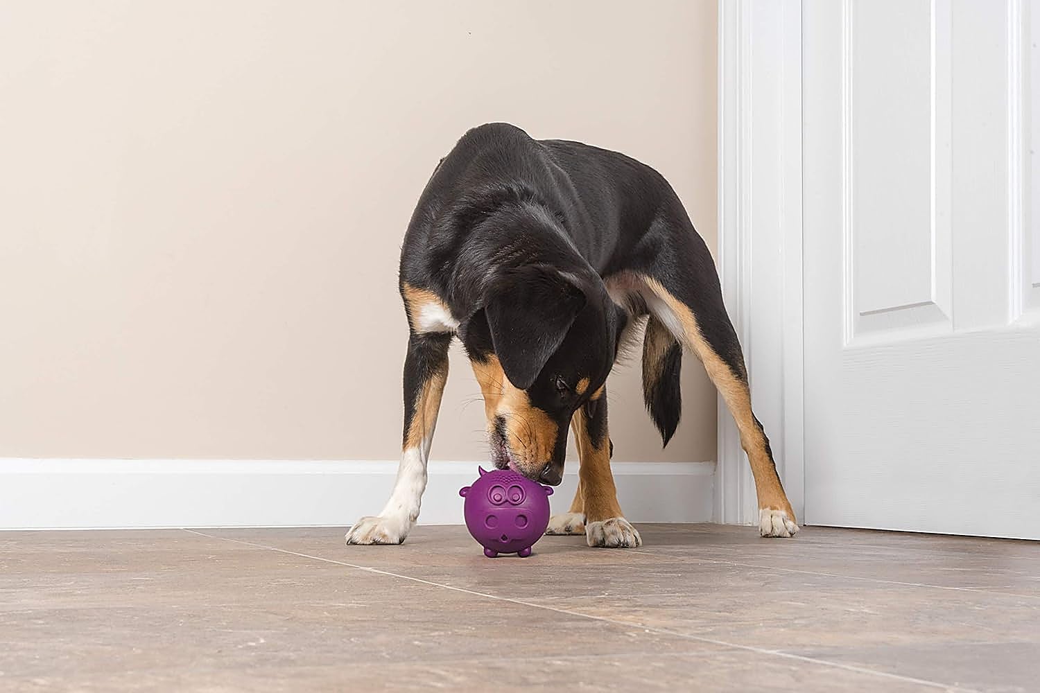 Mantén a tu perro activo y entretenido con estos juguetes interactivos