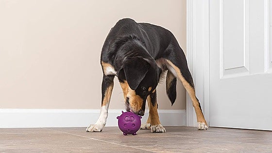 Mantén a tu perro activo y entretenido con estos juguetes interactivos
