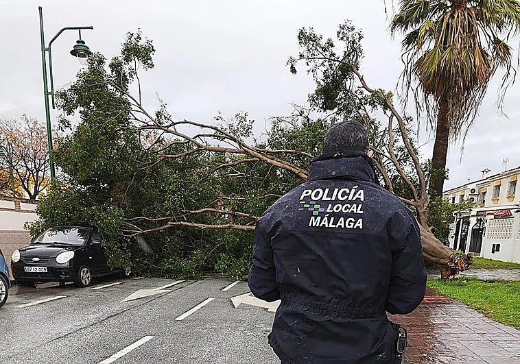 Muere una joven al caerle encima una palmera en Torremolinos por la borrasca Joseph
