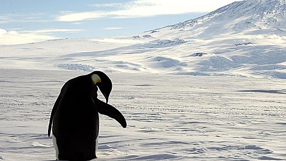 ¿Por qué se ha hecho meme mundial el pingüino 'nihilista'?