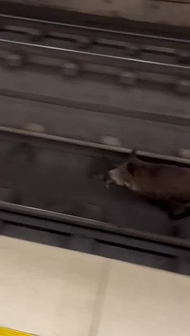 Un jabalí sobre las vías del metro de Valencia