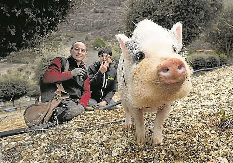 Bulla, la cerda que busca trufas a destajo