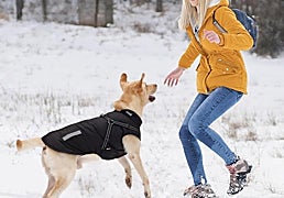 ¡A tu perro tampoco le gusta mojarse! Hazte con estos impermeables para pasear con él bajo la lluvia
