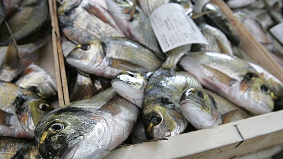 La biomasa de peces se reduce 20% cada año por el calentamiento del mar