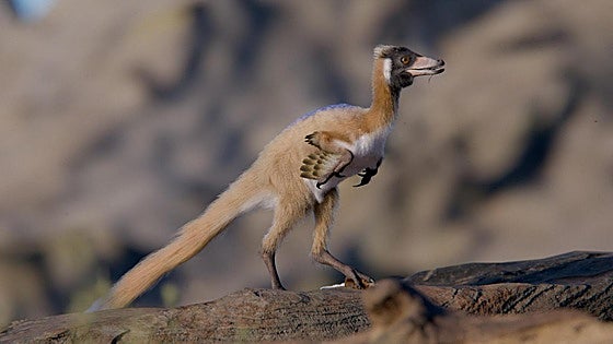Hallan el fósil de un dinosaurio del tamaño de una paloma que cambia las hipótesis evolutivas
