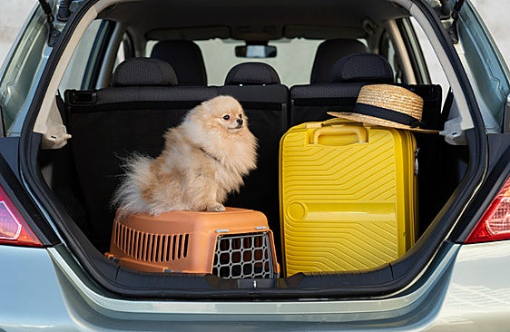Estos transportines homologados harán que cualquier viaje con tu mascota sea más seguro
