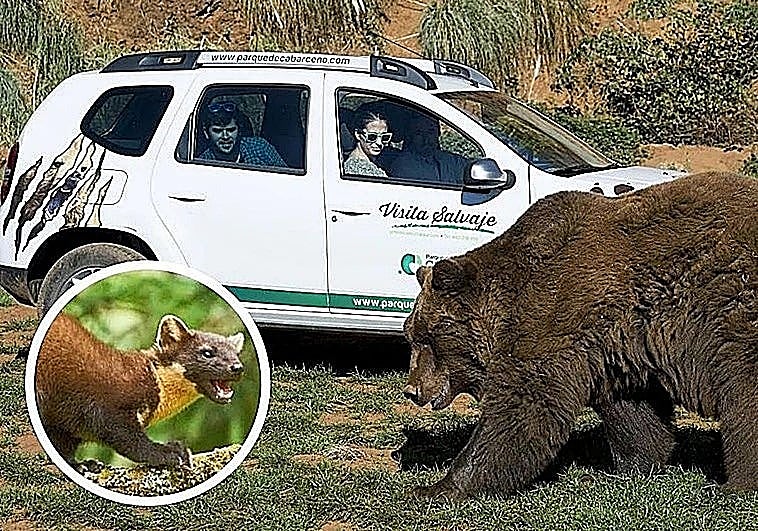 Compran un perro de 8.000 euros para evitar sabotajes de vehículos en Cantabria