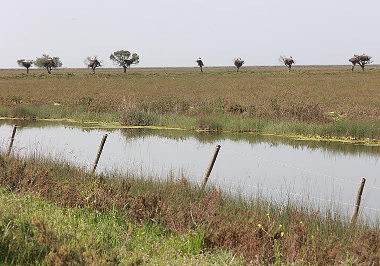La Fiscalía demanda a Transición Ecológica por no actuar ante los robos de agua en Doñana