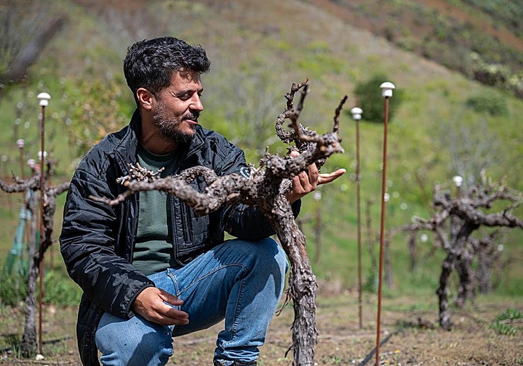 Gran Canaria, una isla de viñas altas y raíces profundas